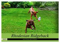 Rhodesian Ridgeback ein Clown auf 4 Pfoten (Wandkalender 2025 DIN A2 quer), CALVENDO Monatskalender