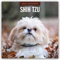 Shih Tzu 2026 – 16-Monatskalender