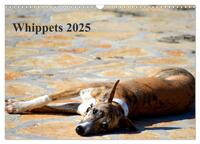 Whippet 2025 (Wandkalender 2025 DIN A3 quer), CALVENDO Monatskalender