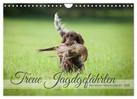 Treue Jagdgefährten Der kleine Münsterländer (Wandkalender 2026 DIN A4 quer), CALVENDO Monatskalender