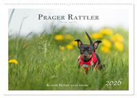 Prager Rattler - Black and Tan - Kleine Hunde ganz groß (Wandkalender 2026 DIN A2 quer), CALVENDO Monatskalender
