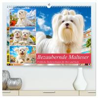 Bezaubernde Malteser. Fröhliche Zuckerschnuten für Herz und Seele (hochwertiger Premium Wandkalender 2026 DIN A2 quer), Kunstdruck in Hochglanz