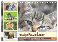 Putzige Katzenkinder. Drollige Kätzchen entdecken die Welt! (Wandkalender 2025 DIN A4 quer), CALVENDO Monatskalender