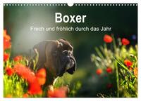 Boxer Frech und fröhlich durch das Jahr (Wandkalender 2026 DIN A3 quer), CALVENDO Monatskalender
