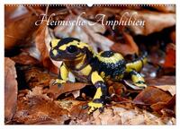 Vorderes Coverbild Heimische Amphibien (Wandkalender 2025 DIN A2 quer), CALVENDO Monatskalender