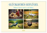 Glückliches Geflügel (Wandkalender 2026 DIN A3 quer), CALVENDO Monatskalender