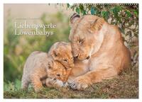Emotionale Momente: Liebenswerte Löwenbabys / CH-Version (Wandkalender 2025 DIN A2 quer), CALVENDO Monatskalender