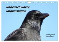 Rabenschwarze Impressionen - meike-ajo-dettlaff.de via wildvogelhlfe.org (Wandkalender 2025 DIN A4 quer), CALVENDO Monatskalender