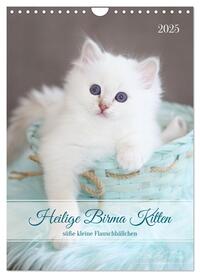 Heilige Birma Kitten - süße kleine Flauschbällchen (Wandkalender 2025 DIN A4 hoch), CALVENDO Monatskalender