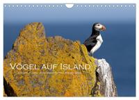 Vögel auf Island (Wandkalender 2026 DIN A4 quer), CALVENDO Monatskalender