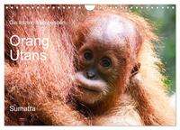 Die letzten freilebenden Orang Utans (Wandkalender 2026 DIN A4 quer), CALVENDO Monatskalender