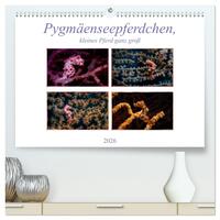 Pygmäenseepferdchen, kleines Pferd ganz groß (hochwertiger Premium Wandkalender 2026 DIN A2 quer), Kunstdruck in Hochglanz