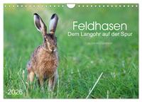 Feldhasen - dem Langohr auf der Spur (Wandkalender 2026 DIN A4 quer), CALVENDO Monatskalender