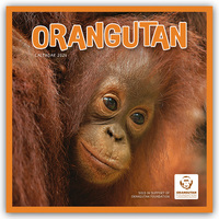 Orangutan – Orang-Utan 2026 – Wand-Kalender
