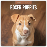 Boxer Puppies – Deutsche Boxer Welpen 2026 – 16-Monatskalender