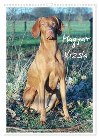 Magyar Vizsla (Wandkalender 2026 DIN A3 hoch), CALVENDO Monatskalender