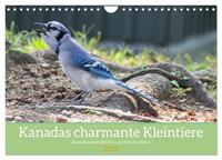Kanadas charmante Kleintiere - Bezaubernde Einblicke in die Natur (Wandkalender 2025 DIN A4 quer), CALVENDO Monatskalender