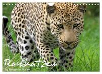 Raubkatzen (Wandkalender 2026 DIN A4 quer), CALVENDO Monatskalender