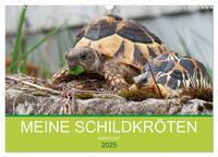 Meine Schildkröten (Wandkalender 2025 DIN A3 quer), CALVENDO Monatskalender