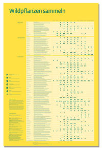 Wildpflanzen sammeln – der Sammelkalender als Plakat
