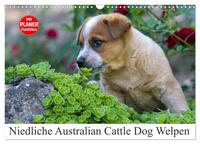 Niedliche Australian Cattle Dog Welpen (Wandkalender 2025 DIN A3 quer), CALVENDO Monatskalender