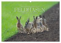 Emotionale Momente: Feldhasen (Wandkalender 2025 DIN A2 quer), CALVENDO Monatskalender