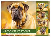 Bullmastiff im Porträt. Kraftvolle Hunde mit sanftem Wesen (Wandkalender 2026 DIN A3 quer), CALVENDO Monatskalender