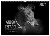 Galgo Español - der spanische Windhund 2026 (Wandkalender 2026 DIN A2 quer), CALVENDO Monatskalender