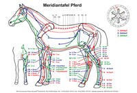 Meridiantafel Pferd