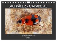 LAUFKÄFER - CARABIDAE (Wandkalender 2026 DIN A4 quer), CALVENDO Monatskalender