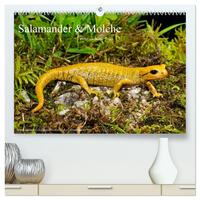 Salamander und Molche (hochwertiger Premium Wandkalender 2026 DIN A2 quer), Kunstdruck in Hochglanz