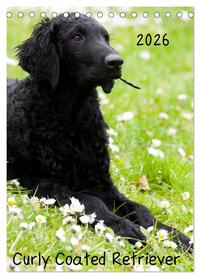 Curly Coated Retriever 2026 (Tischkalender 2026 DIN A5 hoch), CALVENDO Monatskalender