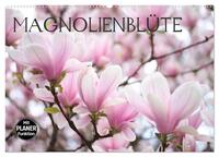 Magnolienblüte (Wandkalender 2025 DIN A2 quer), CALVENDO Monatskalender