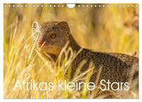 Afrikas kleine Stars (Wandkalender 2025 DIN A4 quer), CALVENDO Monatskalender