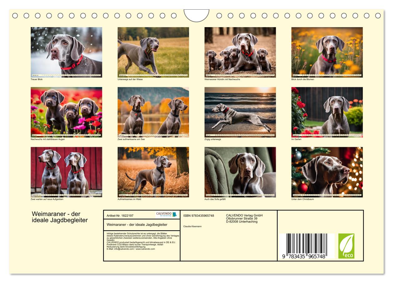 Beispielinhalt (Bild) Weimaraner - der ideale Jagdbegleiter (Wandkalender 2025 DIN A4 quer), CALVENDO Monatskalender