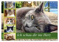 Ich schau dir ins Herz (Wandkalender 2025 DIN A4 quer), CALVENDO Monatskalender