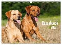 Rassehunde (Wandkalender 2026 DIN A3 quer), CALVENDO Monatskalender