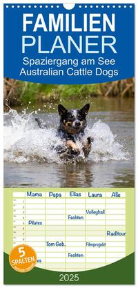 Familienplaner 2025 - Spaziergang am See Australian Cattle Dogs mit 5 Spalten (Wandkalender, 21 x 45 cm) CALVENDO