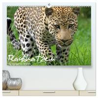 Raubkatzen (hochwertiger Premium Wandkalender 2026 DIN A2 quer), Kunstdruck in Hochglanz