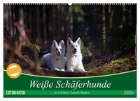 Vorderes Coverbild Weiße Schäferhunde in schönen Landschaften (Wandkalender 2026 DIN A2 quer), CALVENDO Monatskalender