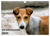 Straßenhunde (Wandkalender 2025 DIN A4 quer), CALVENDO Monatskalender