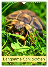 Langsame Schildkröten (Wandkalender 2026 DIN A4 hoch), CALVENDO Monatskalender