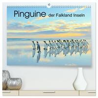 Pinguine der Falkland Inseln (hochwertiger Premium Wandkalender 2025 DIN A2 quer), Kunstdruck in Hochglanz