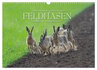 Emotionale Momente: Feldhasen (Wandkalender 2025 DIN A3 quer), CALVENDO Monatskalender