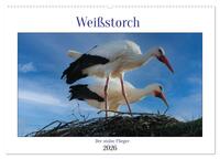 Weißstorch, der stolze Flieger (Wandkalender 2026 DIN A2 quer), CALVENDO Monatskalender