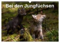 Bei den Jungfüchsen (Wandkalender 2025 DIN A3 quer), CALVENDO Monatskalender