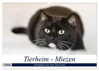 Tierheim - Miezen (Wandkalender 2026 DIN A3 quer), CALVENDO Monatskalender