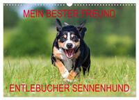 Mein bester Freund - Entlebucher Sennenhund (Wandkalender 2025 DIN A3 quer), CALVENDO Monatskalender