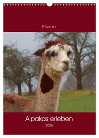 Alpakas erleben (Wandkalender 2026 DIN A3 hoch), CALVENDO Monatskalender