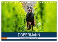 Dobermann 2026 (Wandkalender 2026 DIN A4 quer), CALVENDO Monatskalender